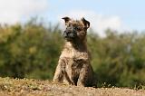 CAIRN TERRIER 503